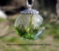 /album/fotogalerie-startseite/moos-mit-distel-jpg/